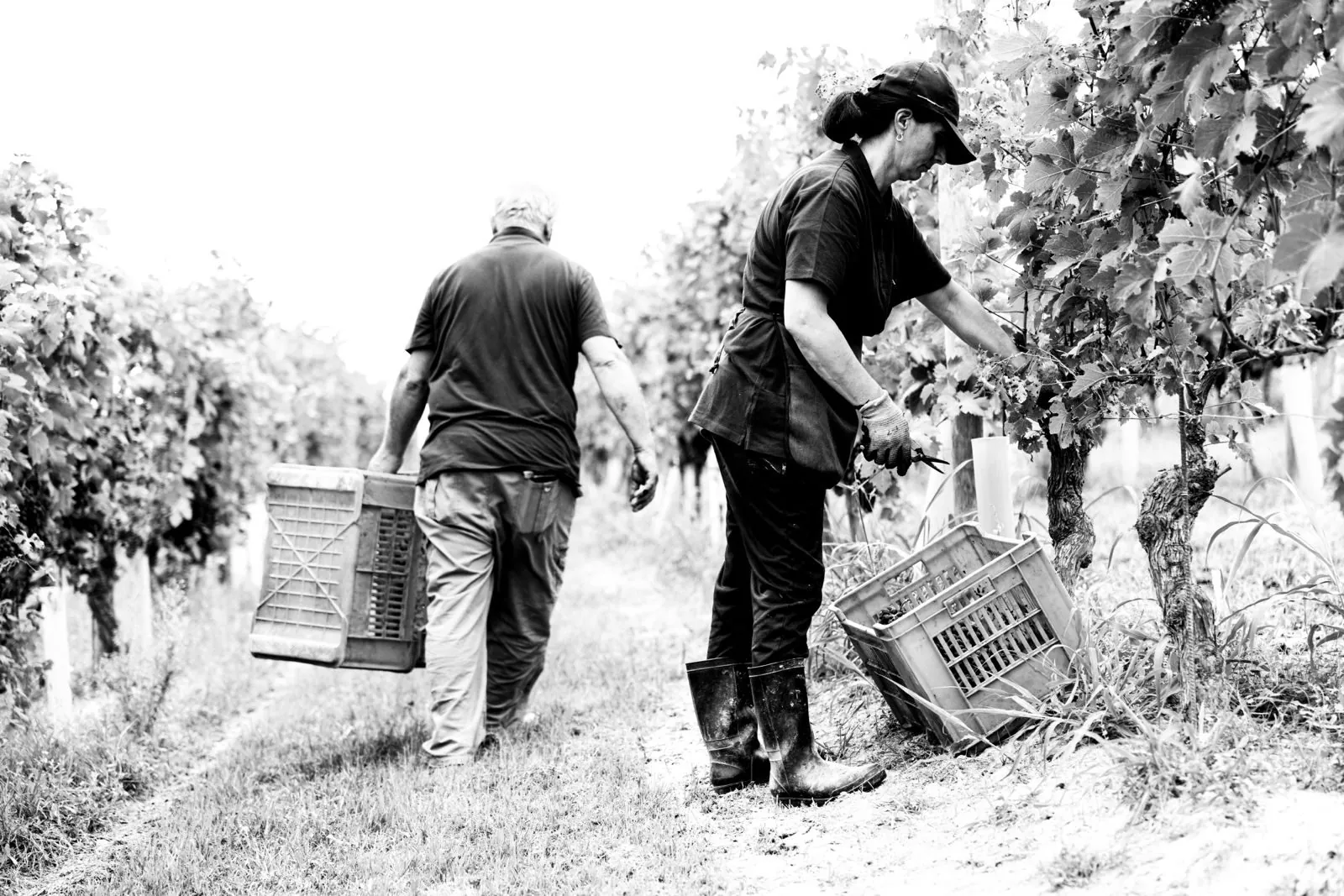 Vendemmia Granducato in Toscana
